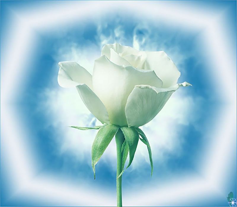 rose blanche 